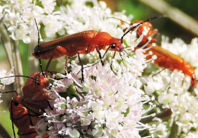 676 RED HEADED CARDINAL BEETLE.jpg